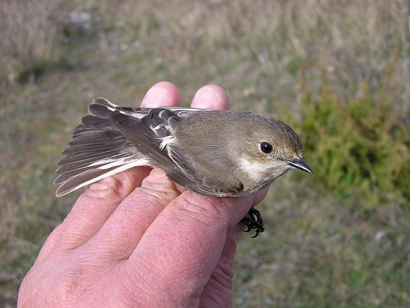 European Pied Flycatcher, Sundre 20050512